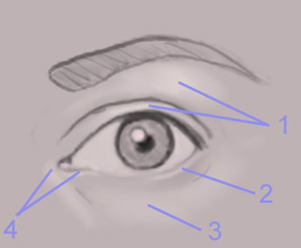 The Human Eye image 2